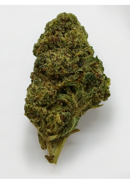 DMT-9 Limoncello - Extra Forte, DMT9 Cannabis Indoor, Cime Grandi, Compatte e Resinose