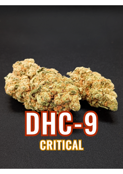 DHC-9 Tropical Dream - DHC9 Ultra Forte,...