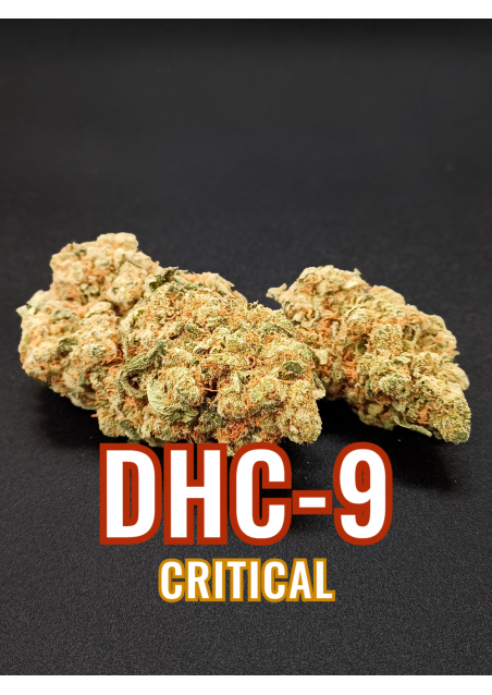 DHC-9 Tropical Dream - DHC9 Ultra Strong, Indoor Cannabis Flowers